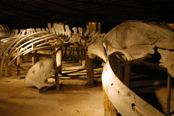 Whale skeleton, Meeru Island Resort