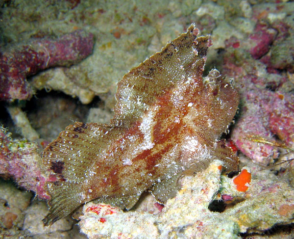 Very well disguised Leaf Scorpionfish