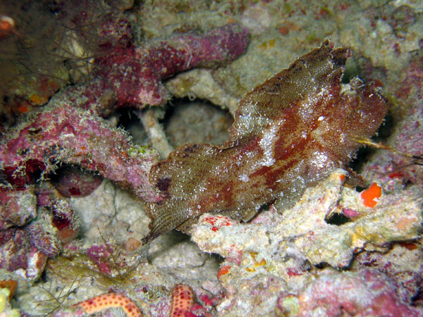 Very well disguised Leaf Fish, in the scorpion fish family