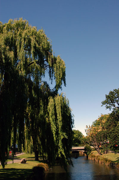 Willow tree, Avon River, Christchurch