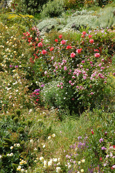 Flowers, Diamond Harbour