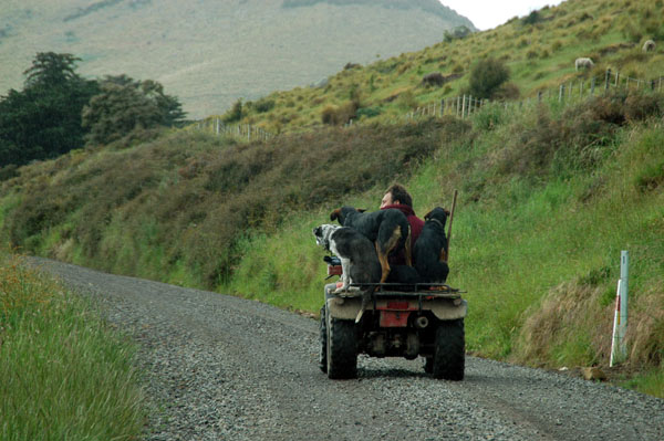 Mini tractor with 3 big dogs