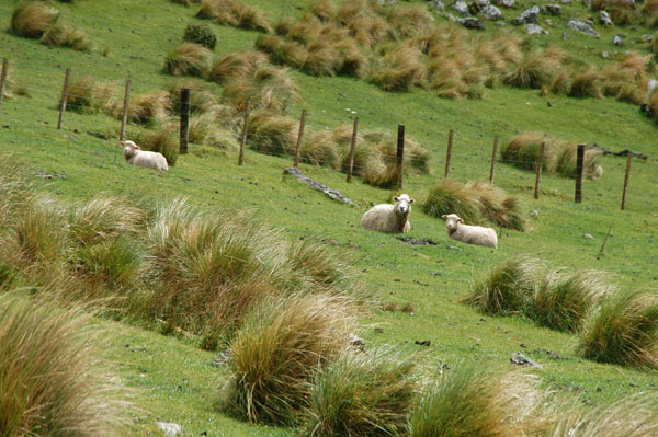 Sheep, Banks Peninsula