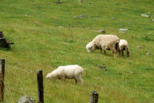 More sheep, Banks Peninsula
