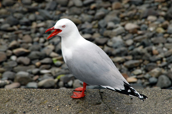Seagull, Akaroa