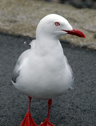 Seagull, Akaroa