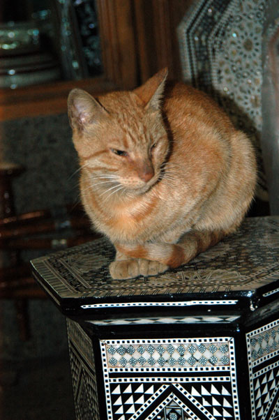 Another cat, Khan al-Khalili