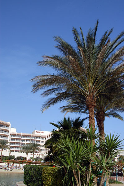 Palm and blue sky, Hurghada