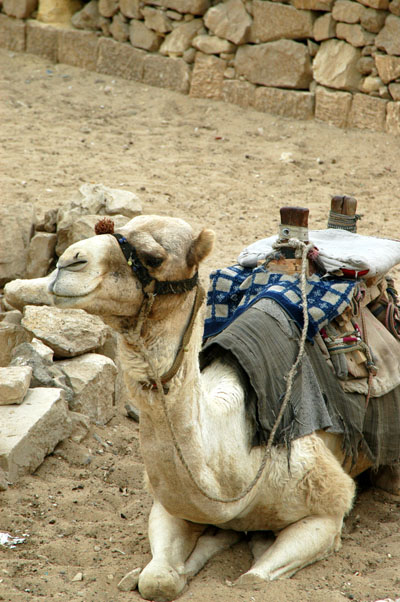 Camel waiting for rider