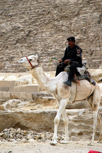 Camel cop