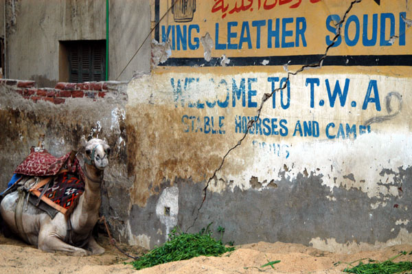 Welcome to TWA at a stable in Giza