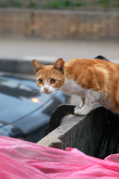 Startled dumpster cat, Giza