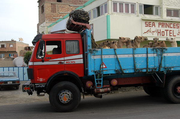 Truckload of camels bound for Cairo, El Qusayr