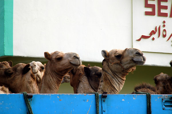 Truckload of camels bound for Cairo, El Qusayr