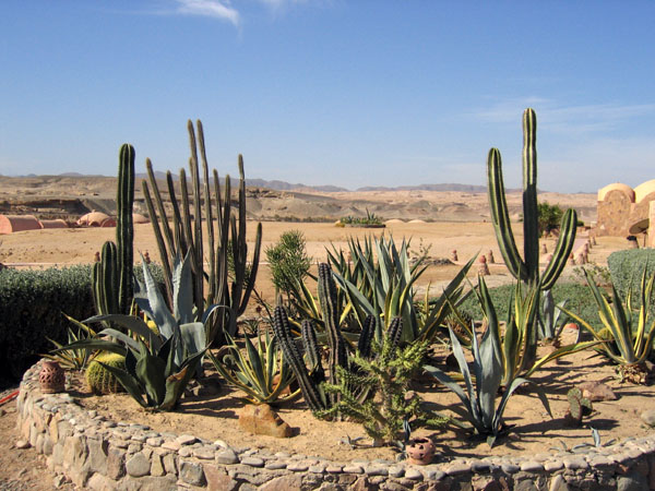 Cactus garden, Shagra Village