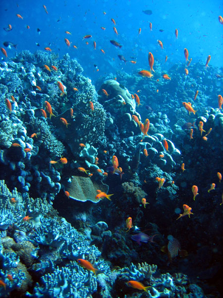 RedSeaJan06 162.JPG