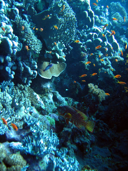 RedSeaJan06 163.JPG