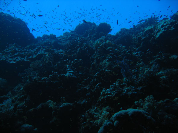 RedSeaJan06 167.JPG