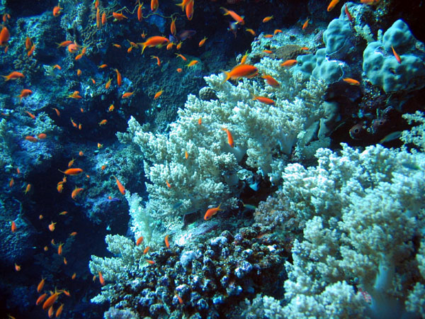 RedSeaJan06 168.JPG