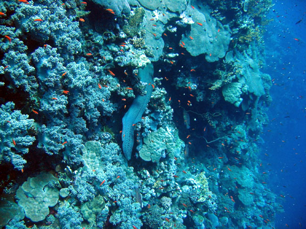 RedSeaJan06 170.JPG