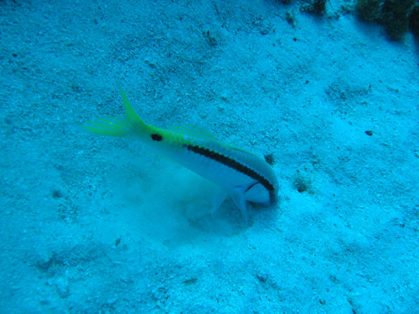 RedSeaJan06 328.JPG