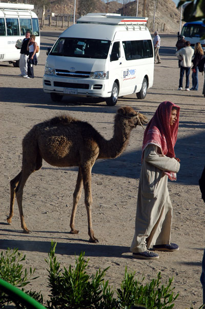 Boy with baby camel