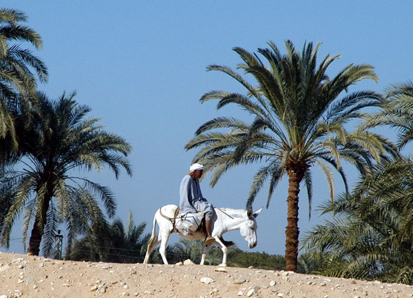 Donkey near the Nile Valley city of Qina
