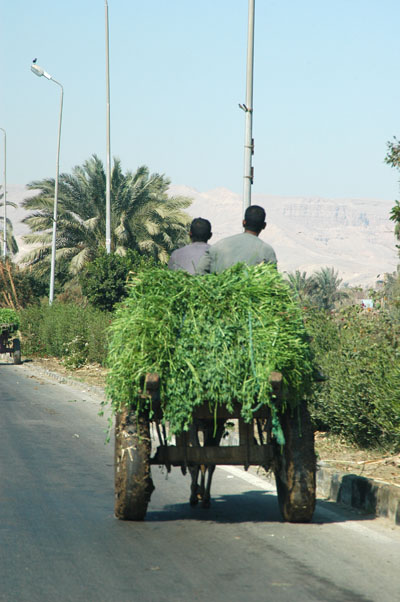 Donkey cart, Luxor