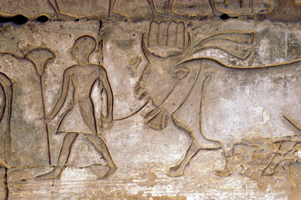 Priest leading a bull, Medinat Habu