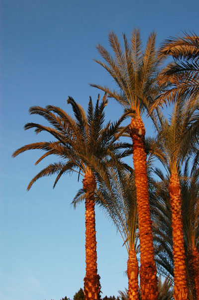 Palms at sunset