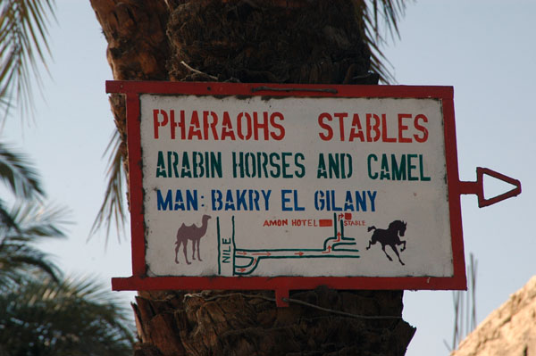 There are 2 stables in Gezirat al-Bayarat, Pharaohs and Arabian Horse