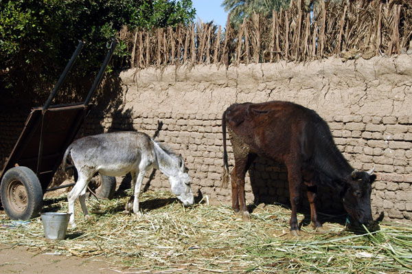 Cow and donkey grazing, Gezirat al-Bayarat