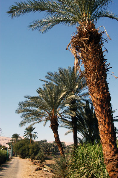 Date palms line the roads