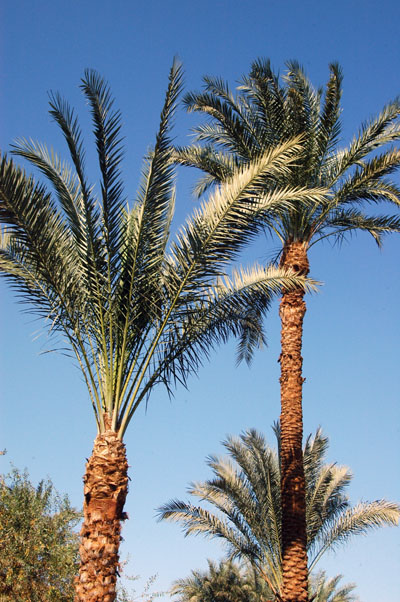 Palms under a blue sky