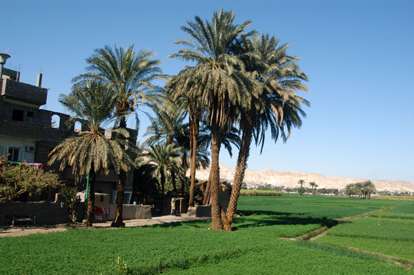 Green fields and palms on the west bank