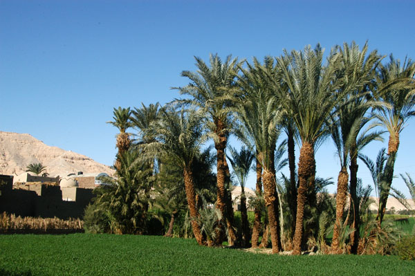 Timeless agriculture on the West bank of the Nile