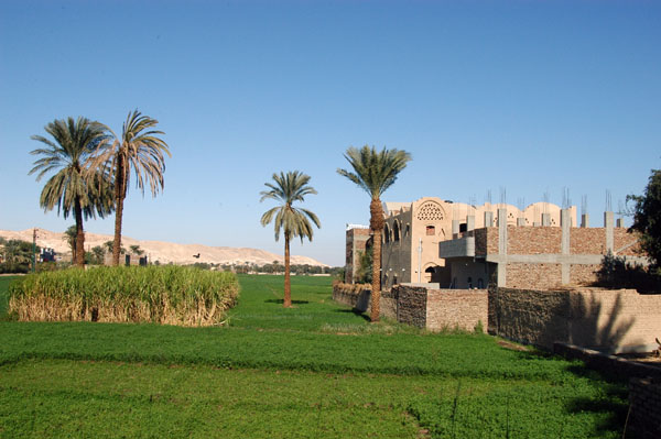 Green fields and palms