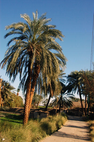 West Bank Horse Trek