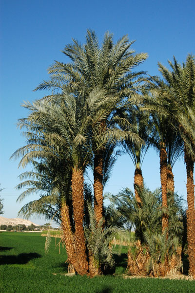 Palms