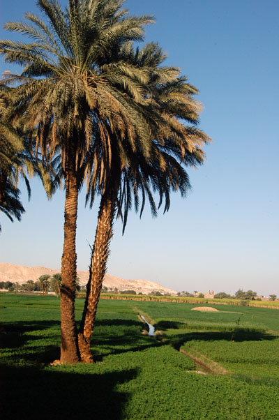 Palms and agriculture