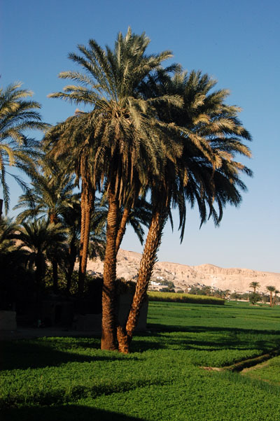Palms and green fields