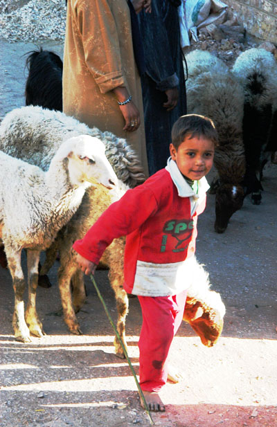 Very young shepherd boy