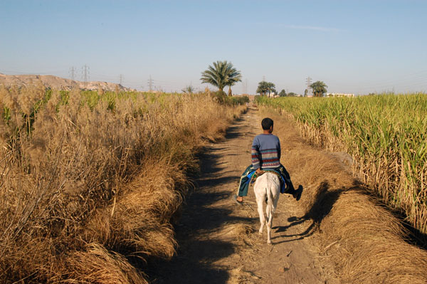 Riding back through the sugar cane fields