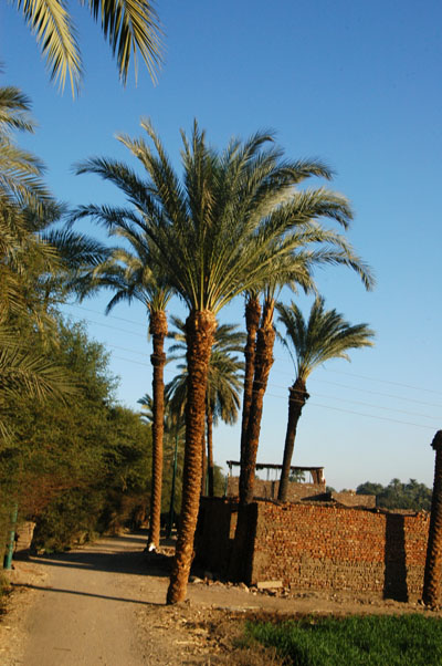 Palms