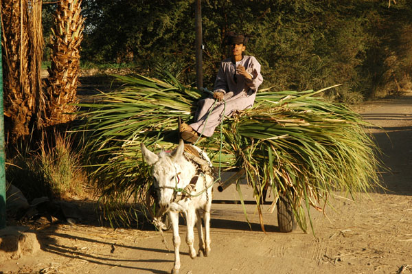 Donkey cart laden with sugarcane