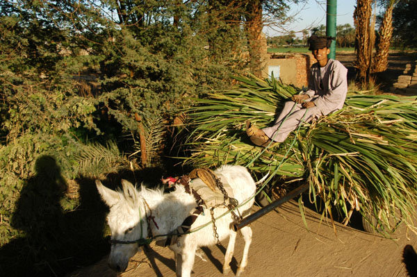 Donkey cart laden with sugarcane