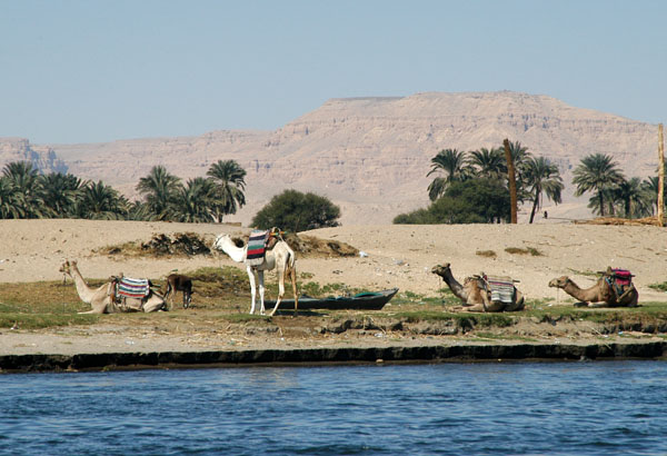 Camels on the West Bank of the Nile
