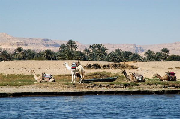 Camels on the West Bank of the Nile