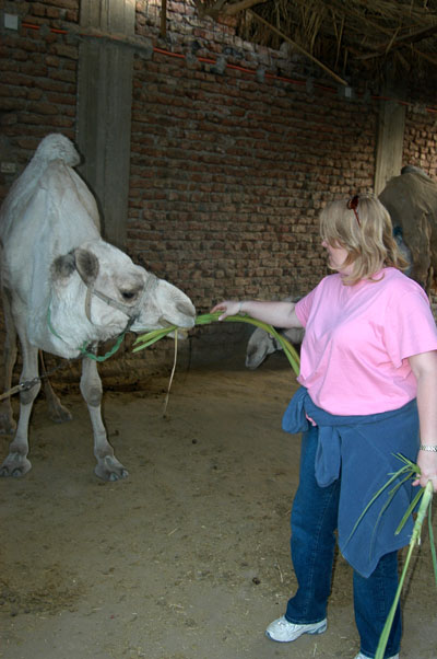 Debbie feeding a camel