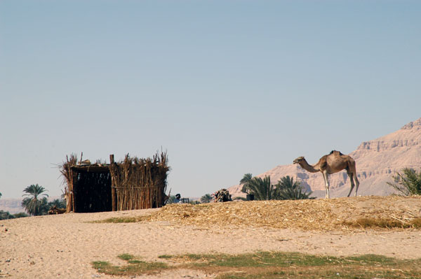Camel on the West Bank of the Nile